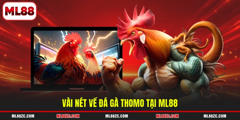 Vài nét về đá gà Thomo tại ML88